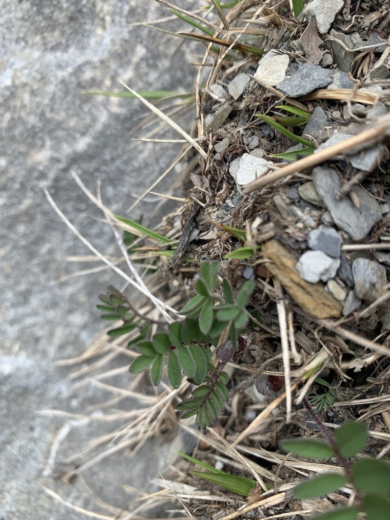 Astragalus nankotaizanensis photo 4