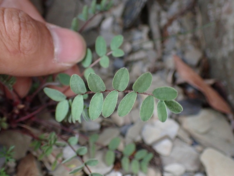 Astragalus nankotaizanensis photo 5