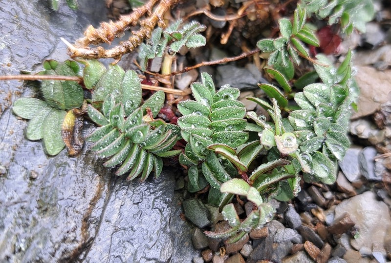 Astragalus nankotaizanensis photo 7