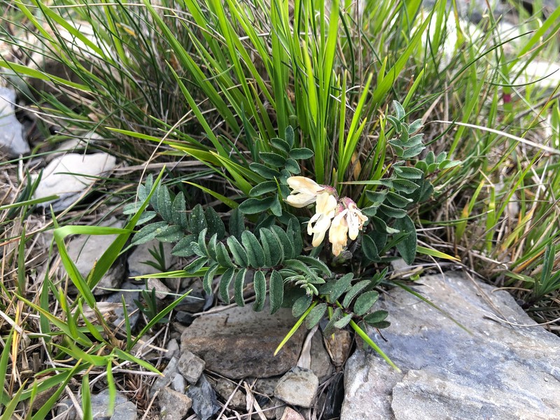 Astragalus nankotaizanensis photo 8