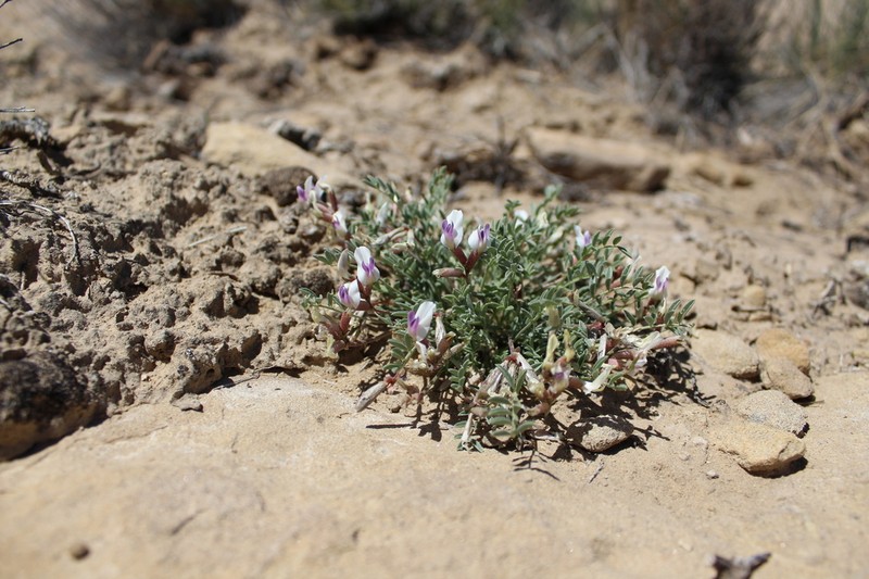 Naturita Milkvetch