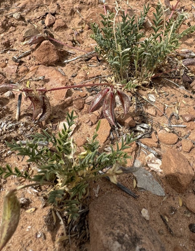 Naturita Milkvetch photo 2