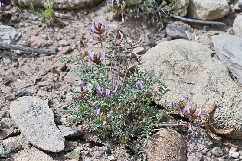 Naturita Milkvetch photo 3