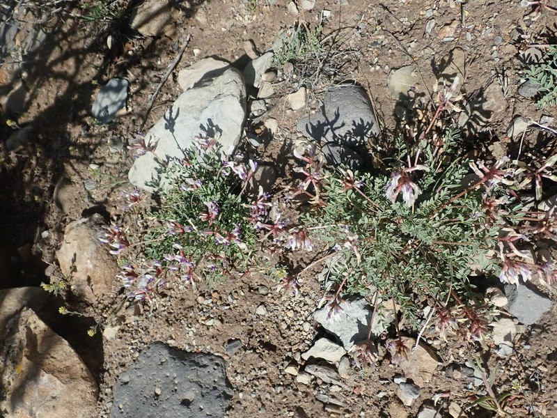 Naturita Milkvetch photo 4