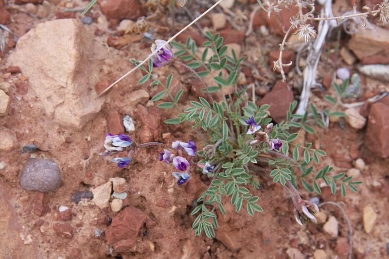 Naturita Milkvetch photo 5