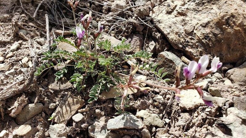 Naturita Milkvetch photo 6
