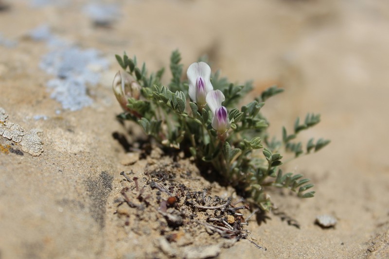 Naturita Milkvetch photo 7