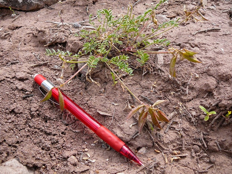 Naturita Milkvetch photo 8
