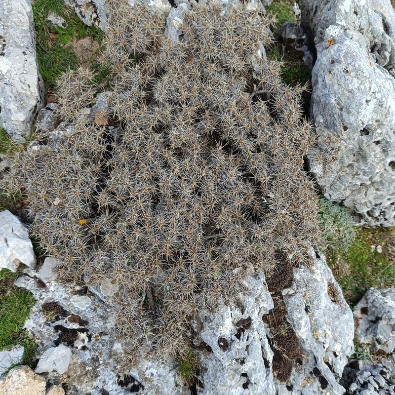 Astragalus nebrodensis