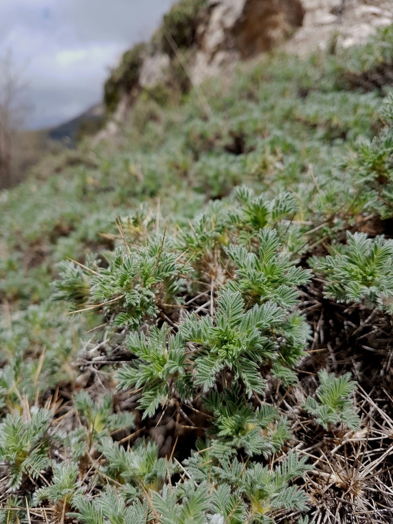 Astragalus nebrodensis photo 2