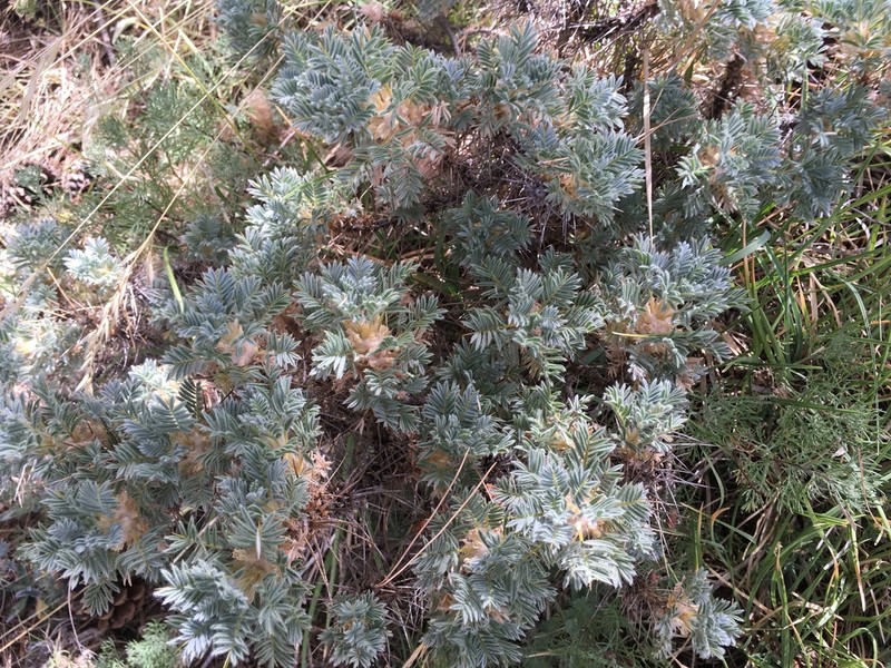 Astragalus nebrodensis photo 3