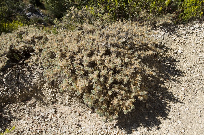 Astragalus nebrodensis photo 4