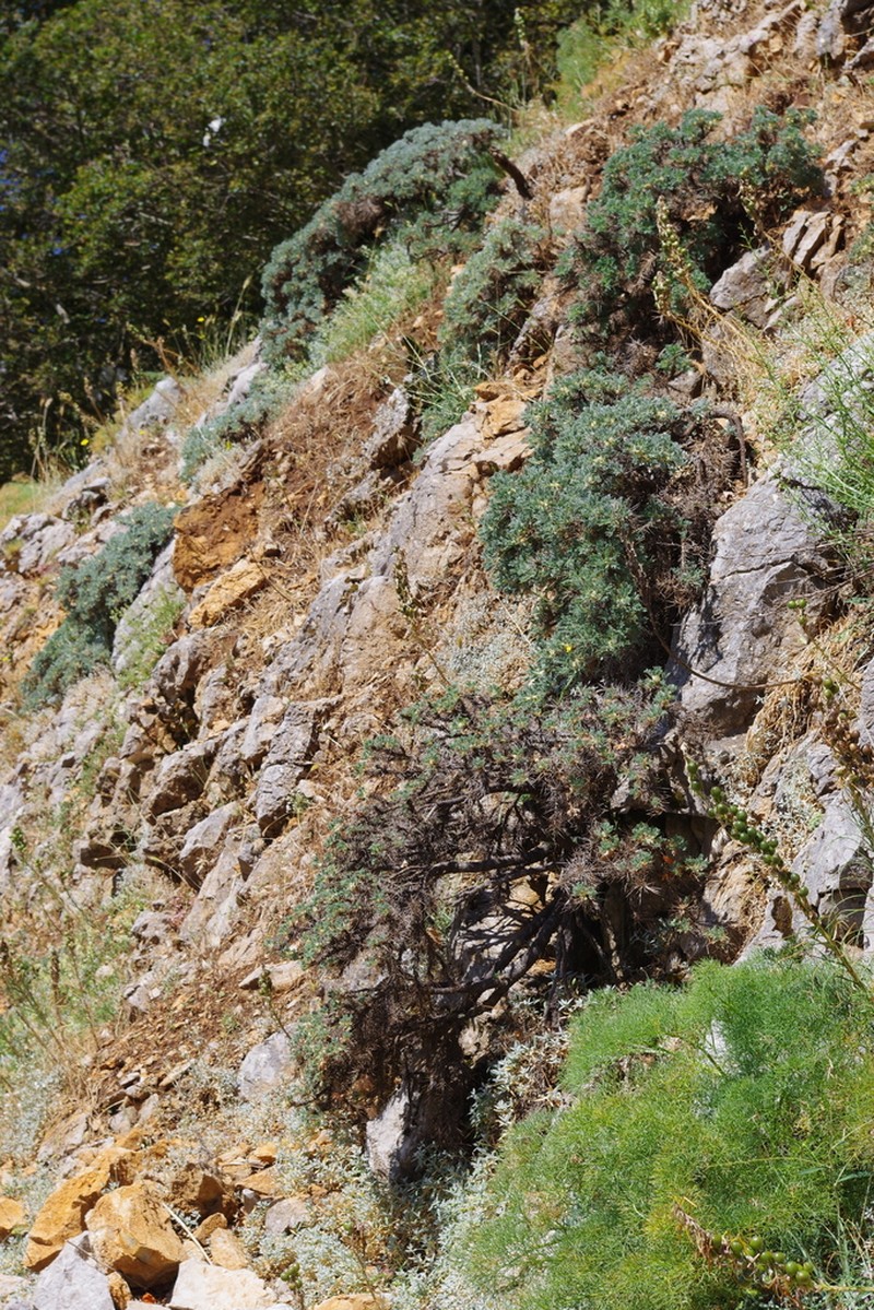 Astragalus nebrodensis photo 5
