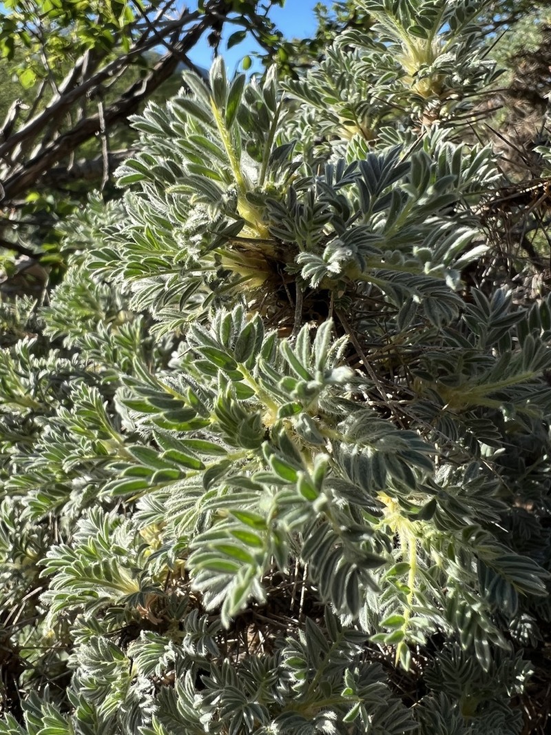 Astragalus nebrodensis photo 6