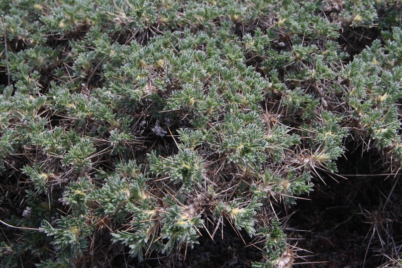 Astragalus nebrodensis photo 7