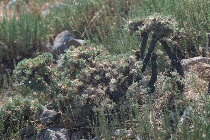 Astragalus nebrodensis photo 8