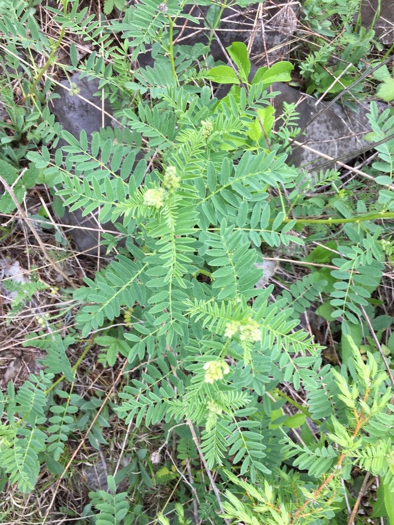 Cooper's Milkvetch