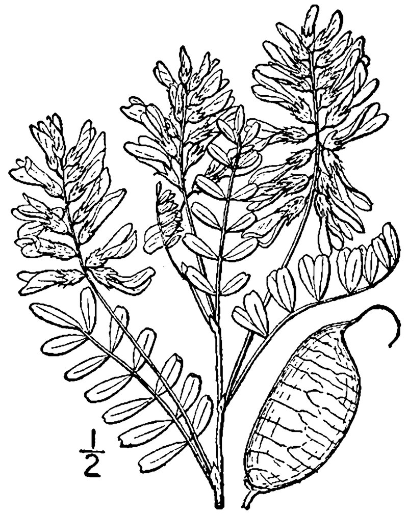 Cooper's Milkvetch photo 2