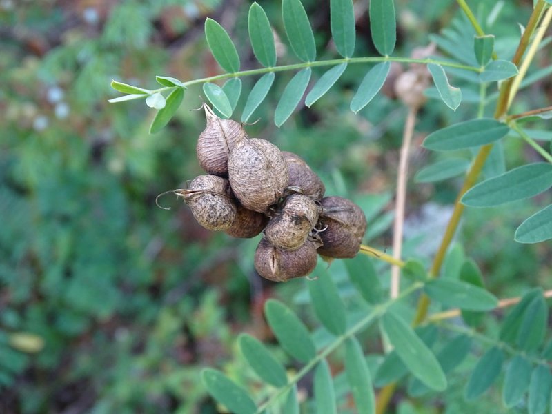 Cooper's Milkvetch photo 3