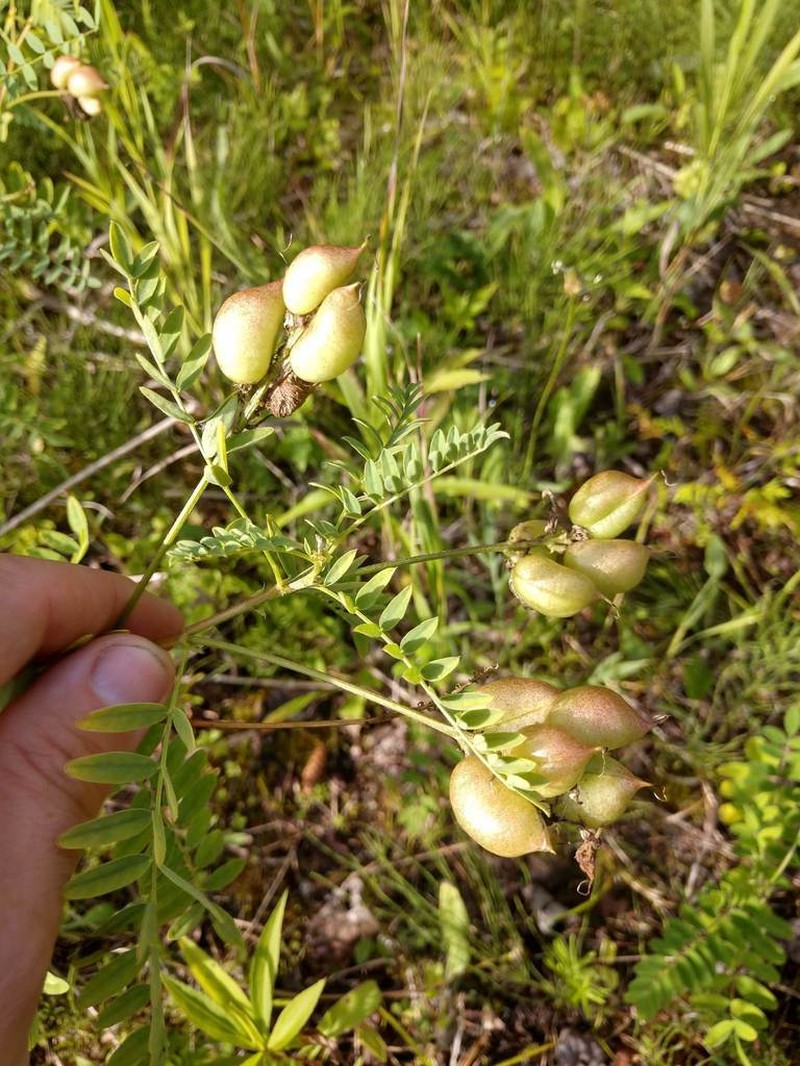 Cooper's Milkvetch photo 4
