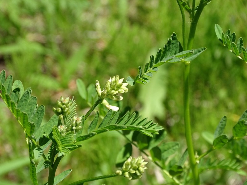 Cooper's Milkvetch photo 5