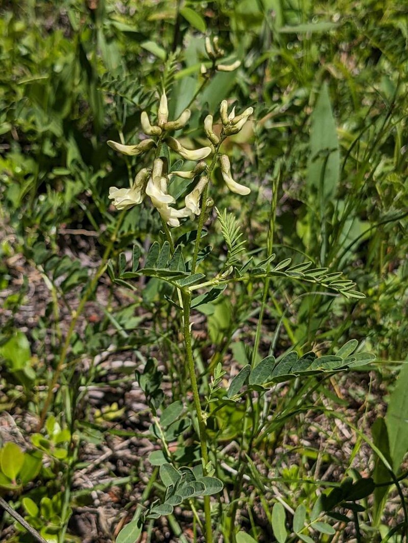 Cooper's Milkvetch photo 6