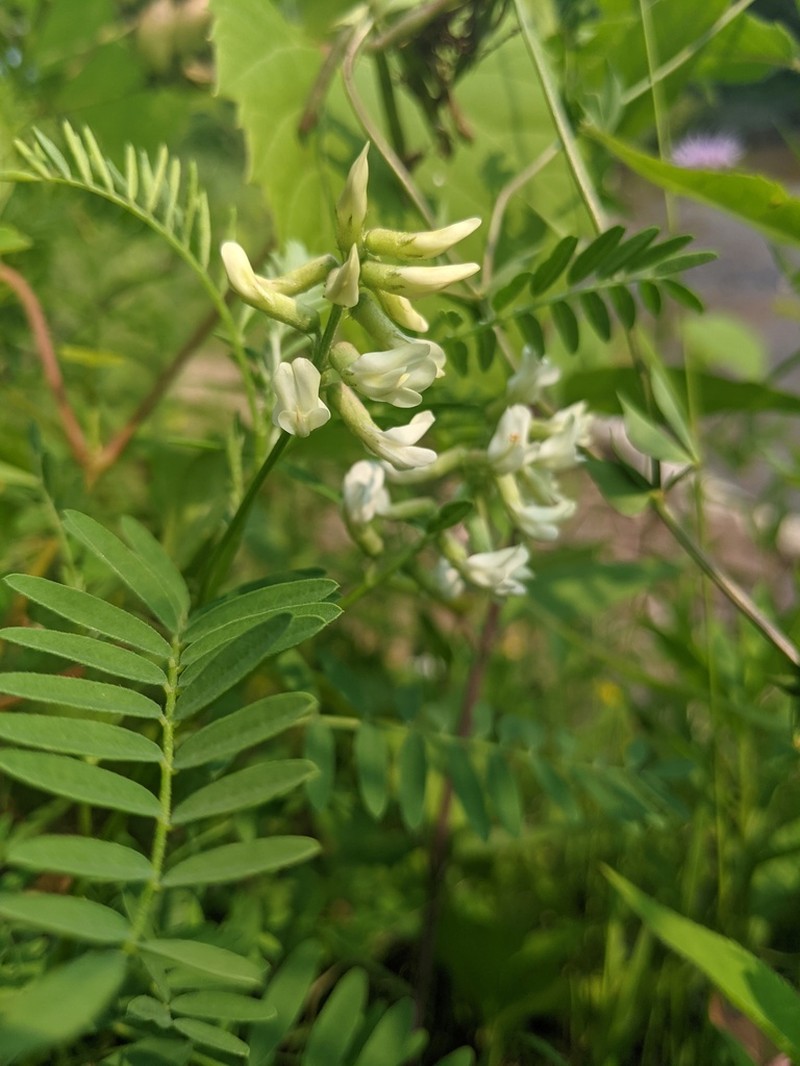 Cooper's Milkvetch photo 7