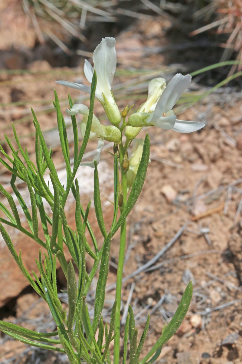 Nelson's Milkvetch