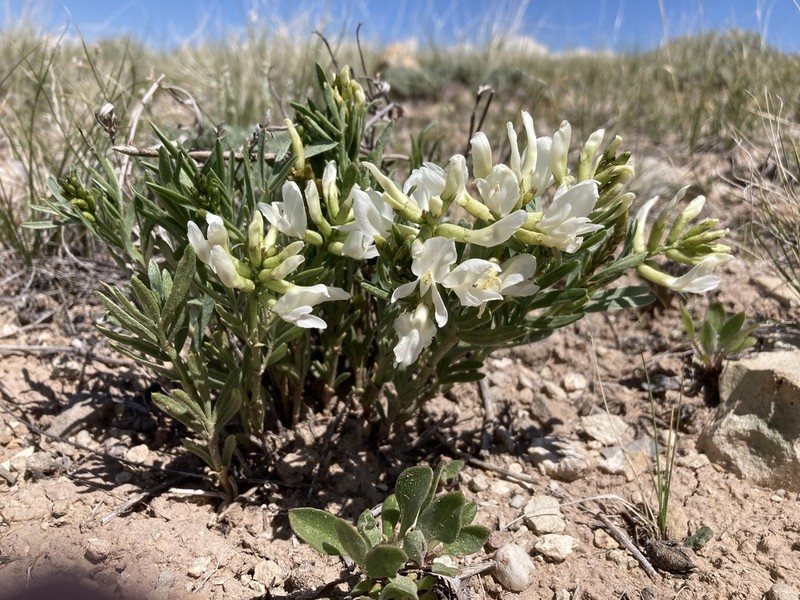 Nelson's Milkvetch