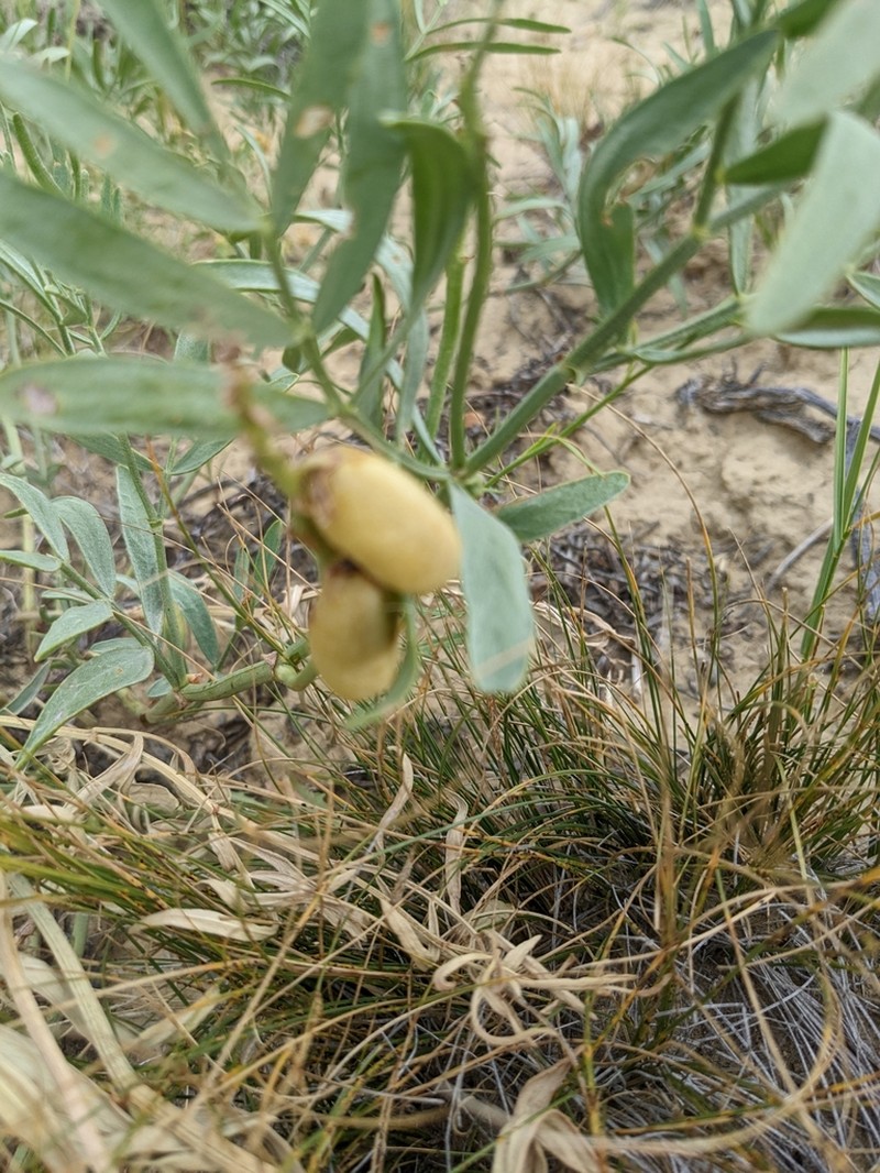 Nelson's Milkvetch photo 2