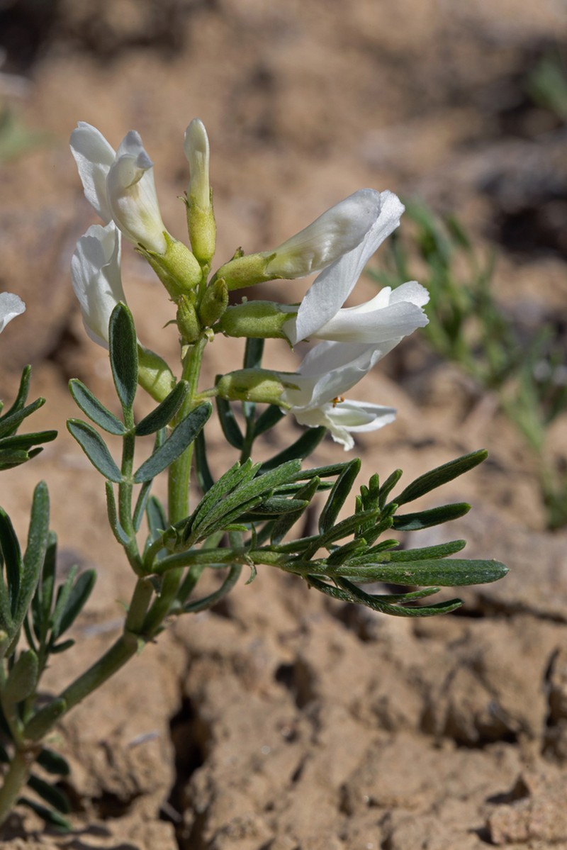 Nelson's Milkvetch photo 3