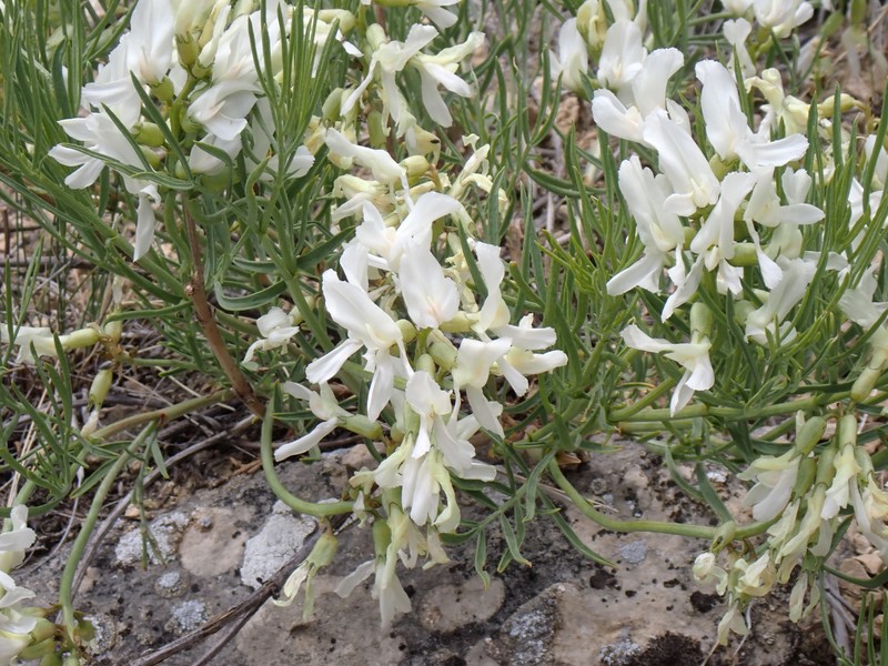 Nelson's Milkvetch photo 6