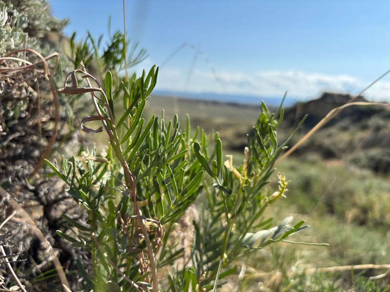 Nelson's Milkvetch photo 7