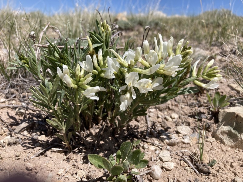 Nelson's Milkvetch photo 8