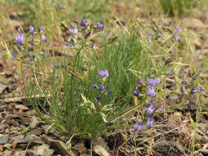 Astragalus nematodes