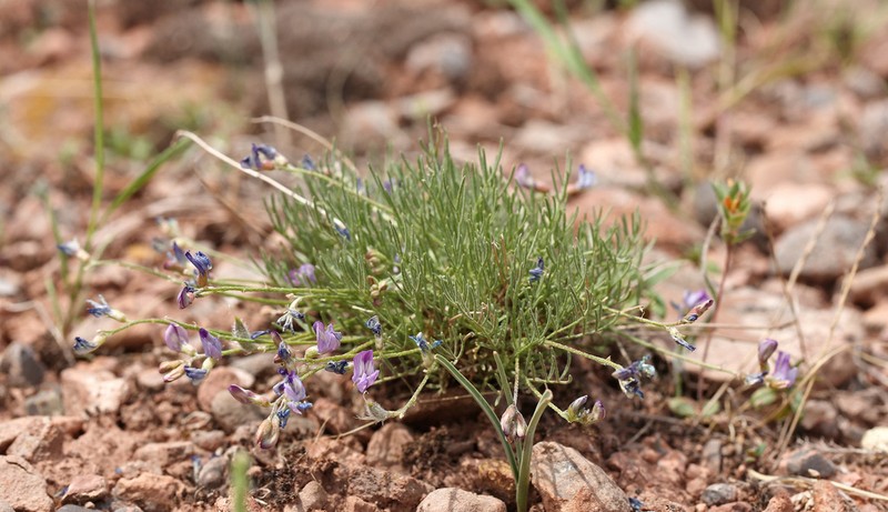 Astragalus nematodes photo 2