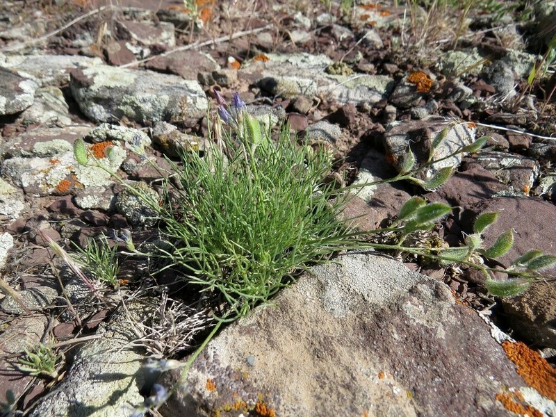 Astragalus nematodes photo 3