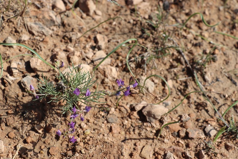 Astragalus nematodes photo 4