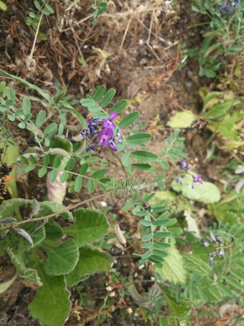 Astragalus neobarnebyanus photo 2