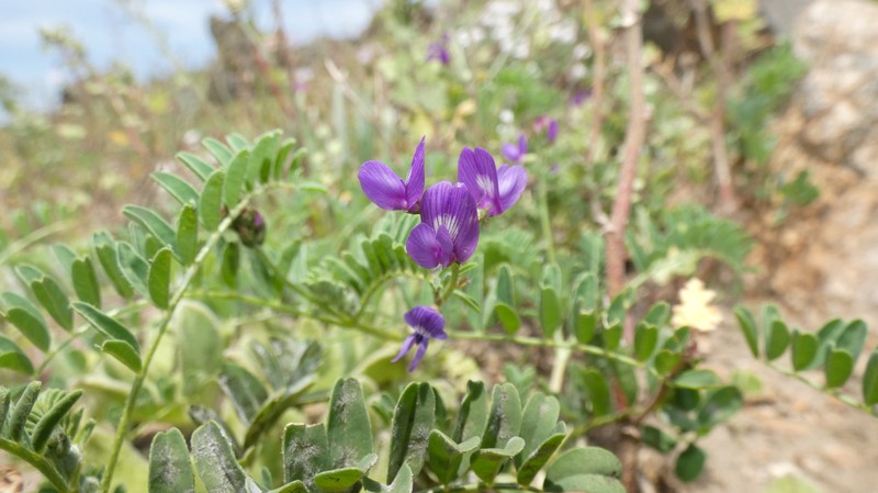 Astragalus neobarnebyanus photo 4