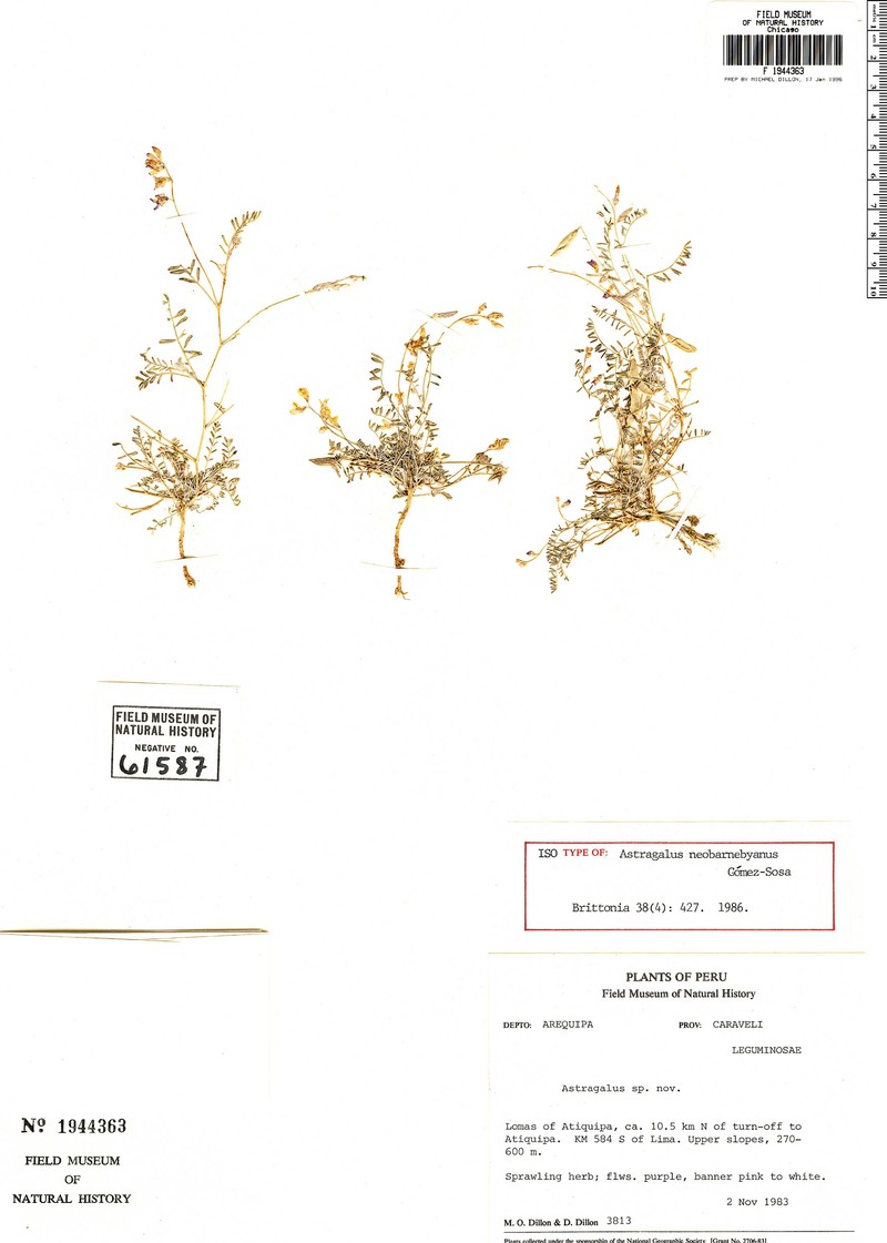 Astragalus neobarnebyanus photo 6