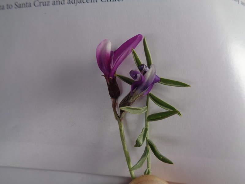 Astragalus neoburkartianus