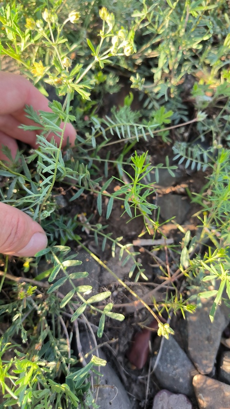 Astragalus neokarelinianus