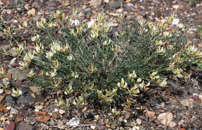 Astragalus neokarelinianus photo 2