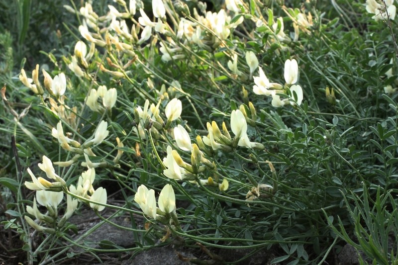 Astragalus neokarelinianus photo 3