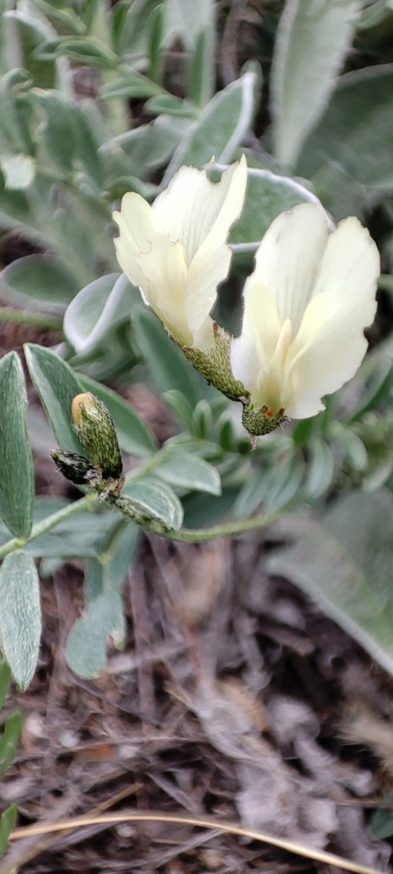 Astragalus neokarelinianus photo 4