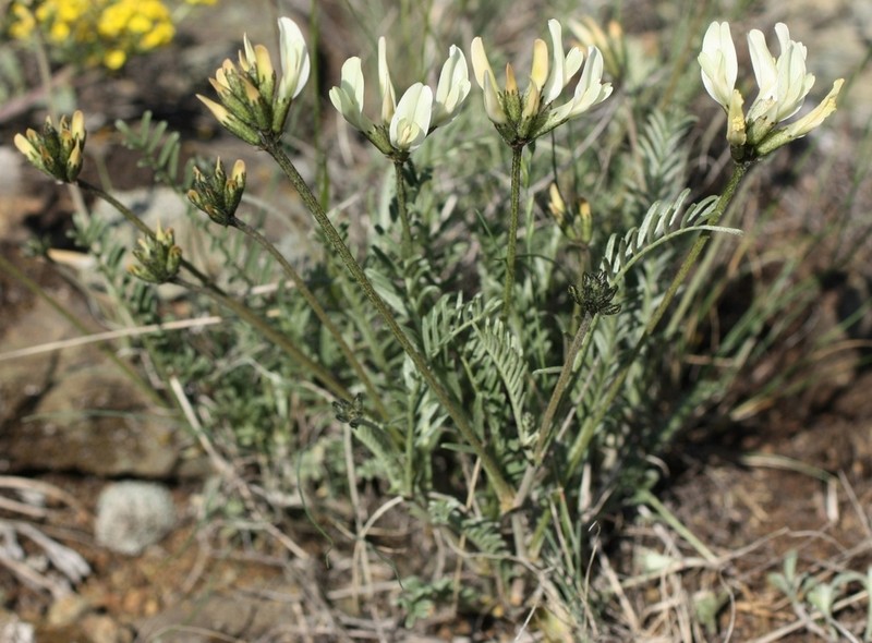 Astragalus neokarelinianus photo 5