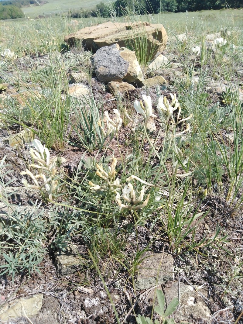 Astragalus neokarelinianus photo 6