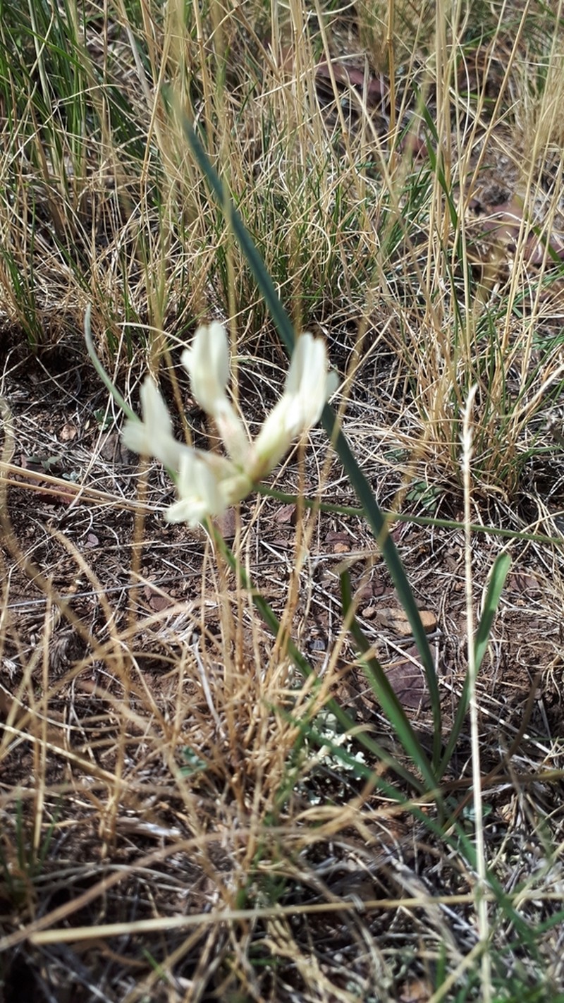 Astragalus neokarelinianus photo 7