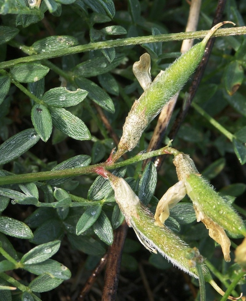 Astragalus neokarelinianus photo 8